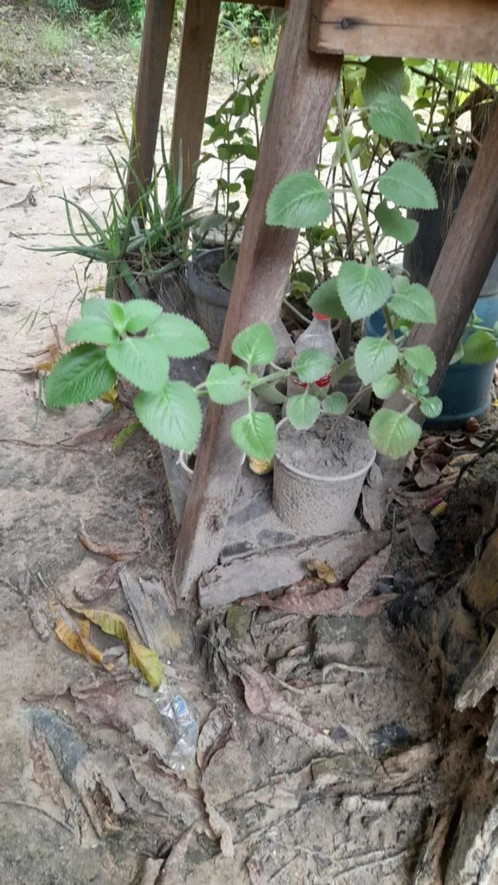 vendo mudas de plantas  - Foto 2