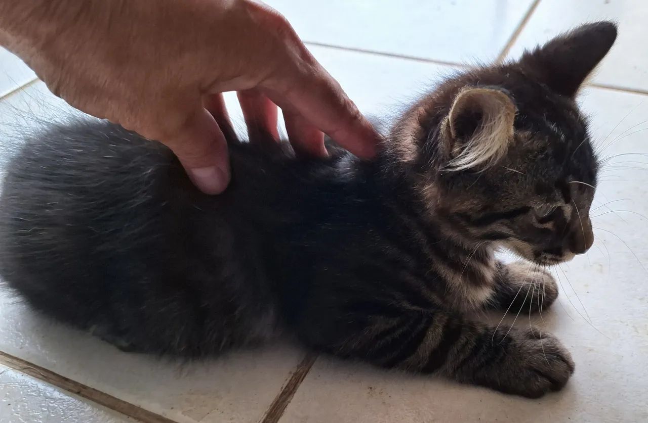 ADOÇÃO RESPONSÁVEL  - Foto 4