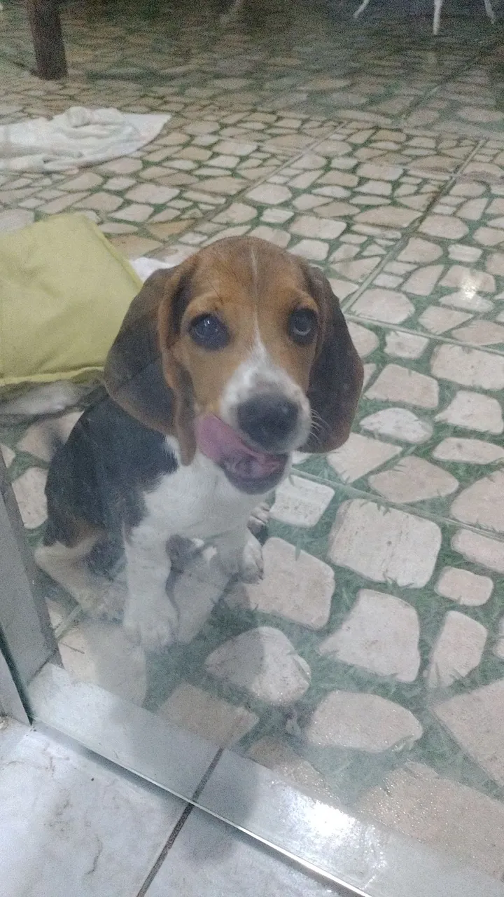 Cachorro Beagle. Filhote 