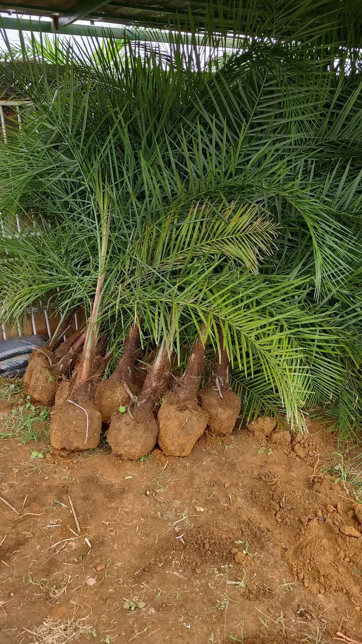 PALMEIRAS GUEROBA-PAISAGISMO E PLANTIO PARA FAZENDAS, CHACARAS E SITIOS - Foto 2