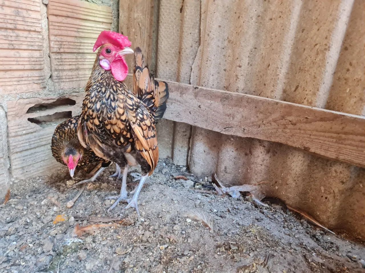 Sebright Dourado  - Foto 2