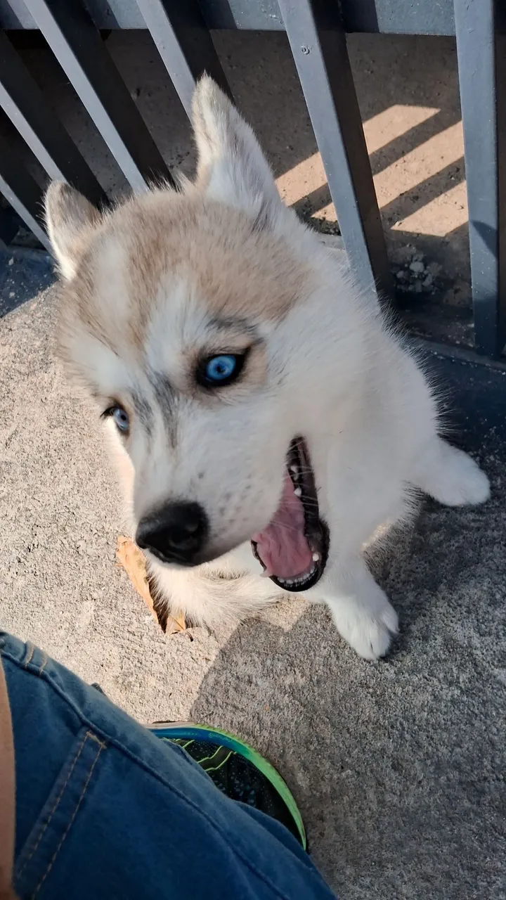 Filhotes de Husky Siberiano