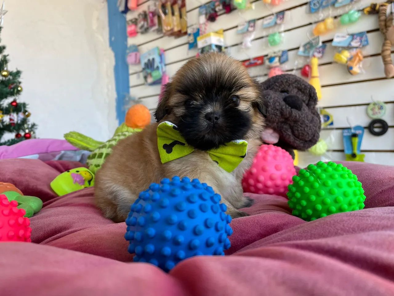 Filhote Shih Tzu macho na cor dourado $980,00