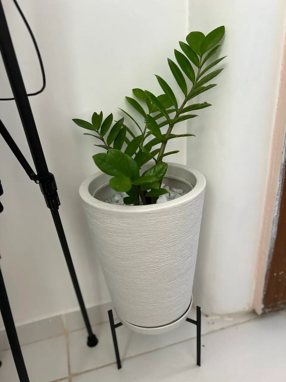 Planta completa com vaso  - Foto 2