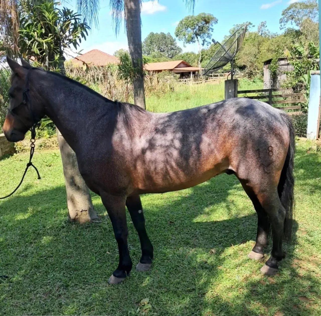 Castrado Chique, Top de laço!