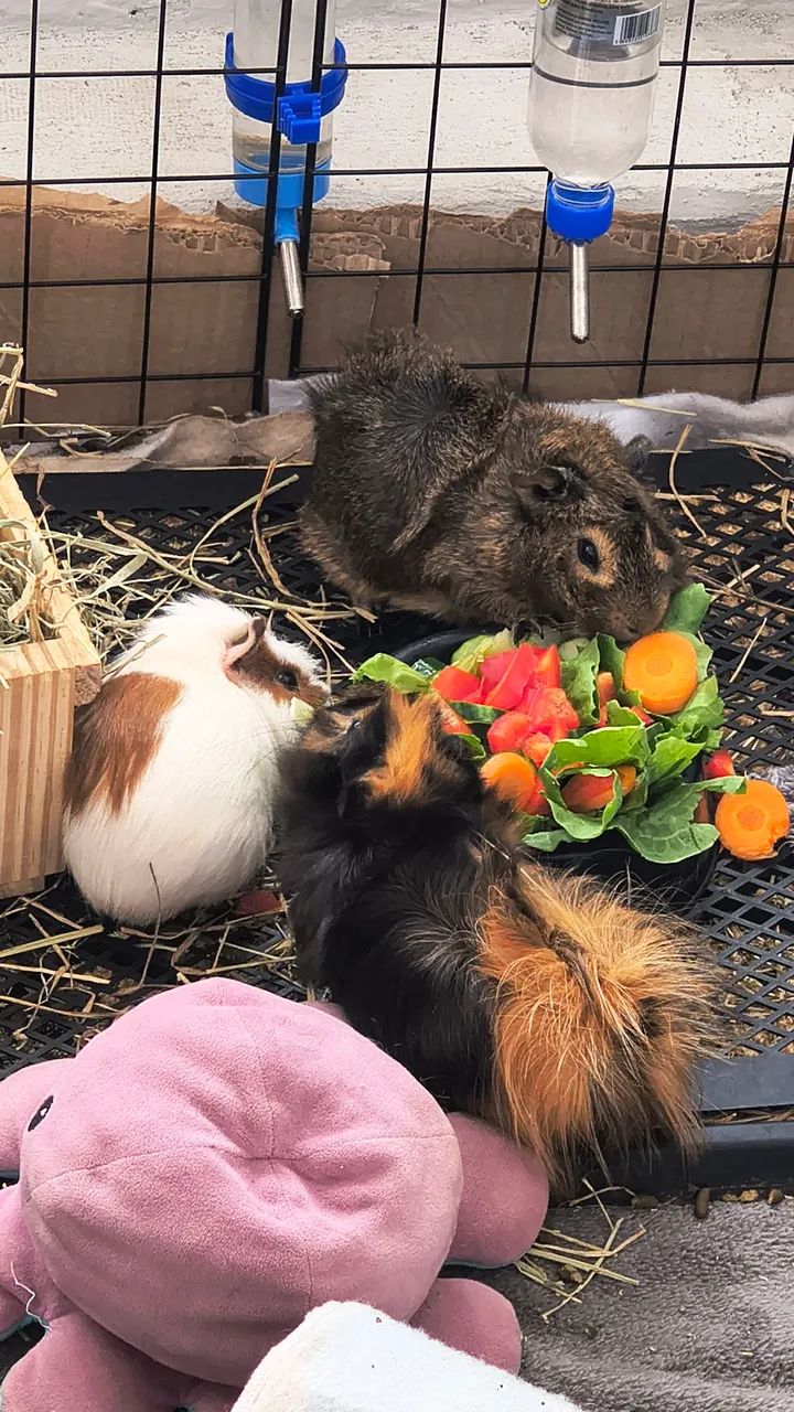 Porquinhos da índia machos (3, 5 e 6 meses)