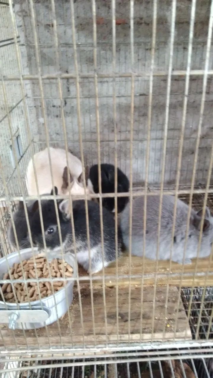 Mini coelhos netherland - Foto 2