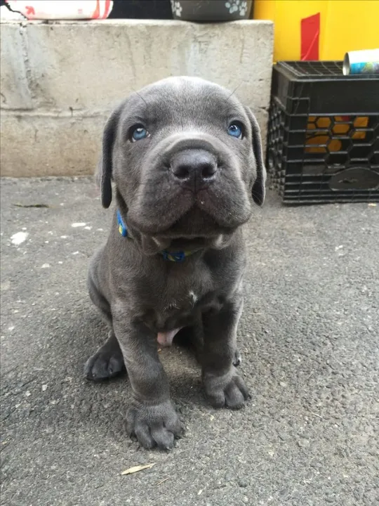 Cane Corso Filhotes Lindos na Cor Cinza