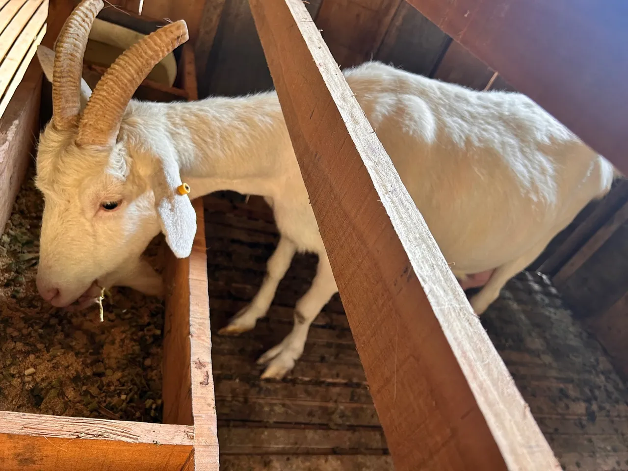 Cabra leiteira saanen, Cabrito, Cabra Anglo, Boer, Bode
