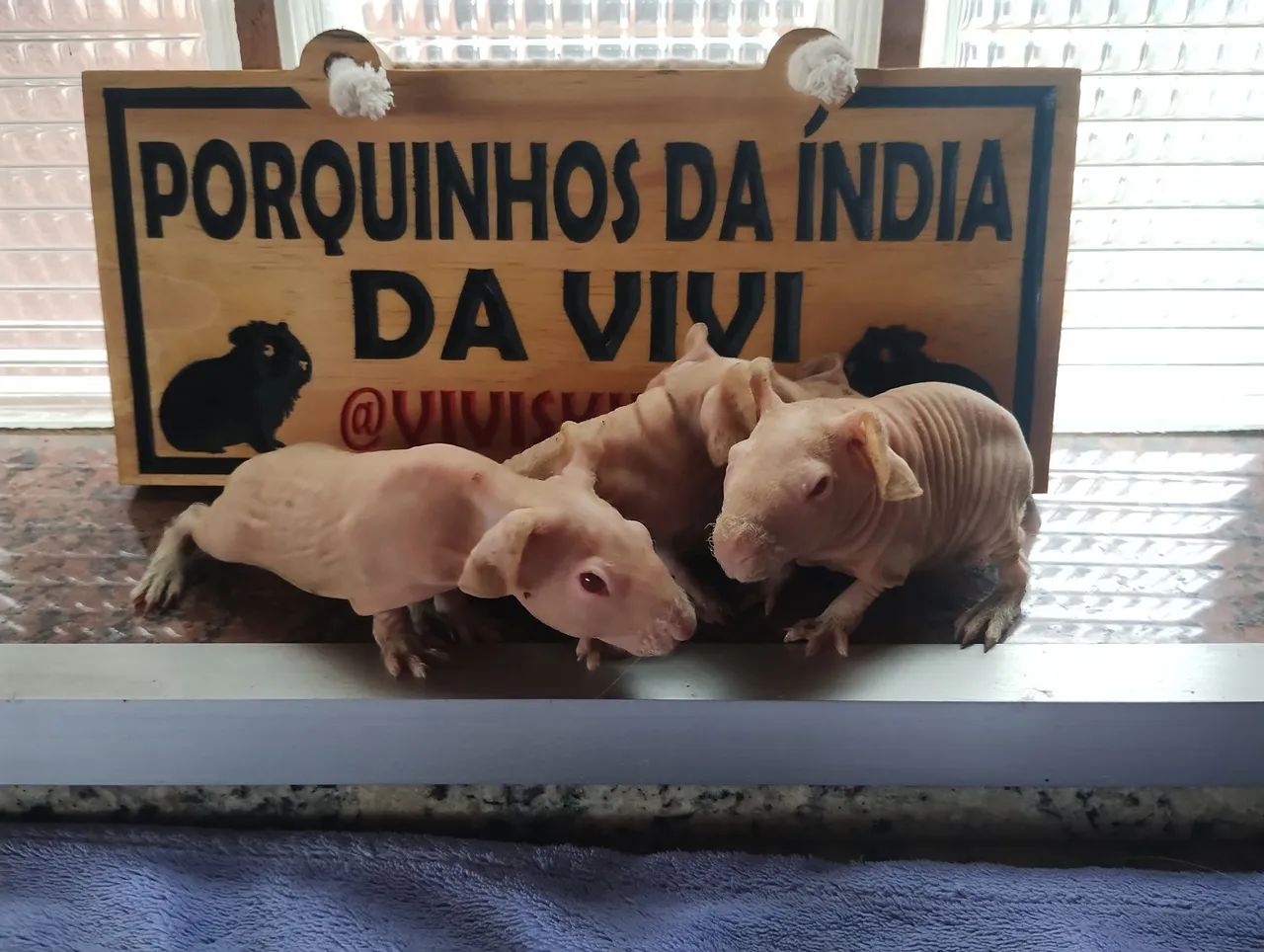 Porquinhos da Índia Skinny 