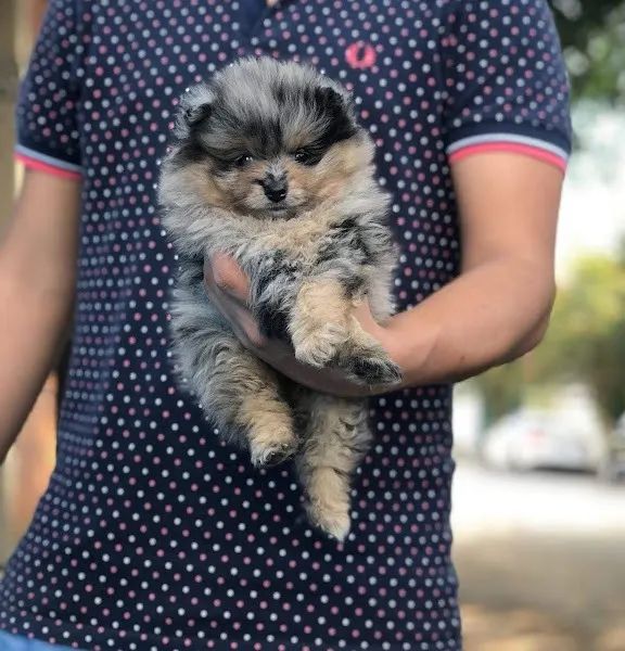 Spitz Alemão padrão boo, melhor linhagem conosco - Foto 3