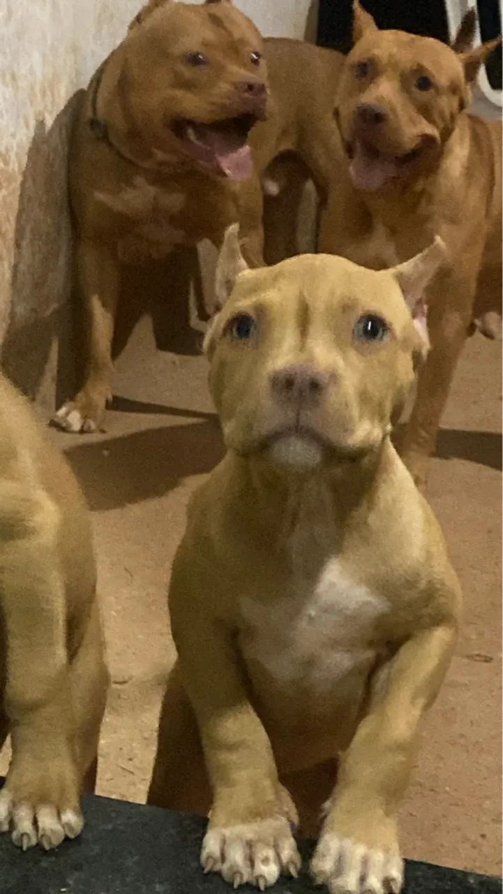 Filhotes de Pitbull 