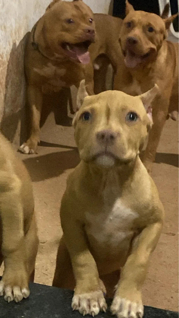 Filhotes de Pitbull