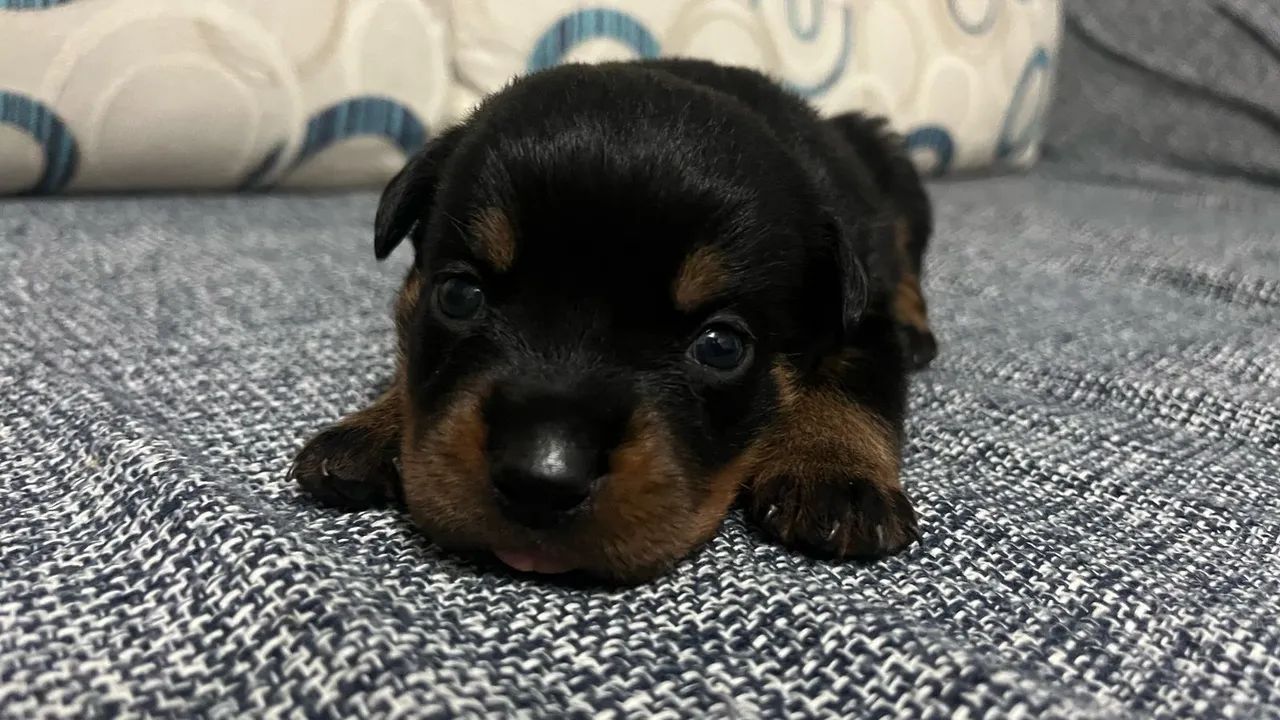 Filhote Rottweiler Puro  - Foto 3