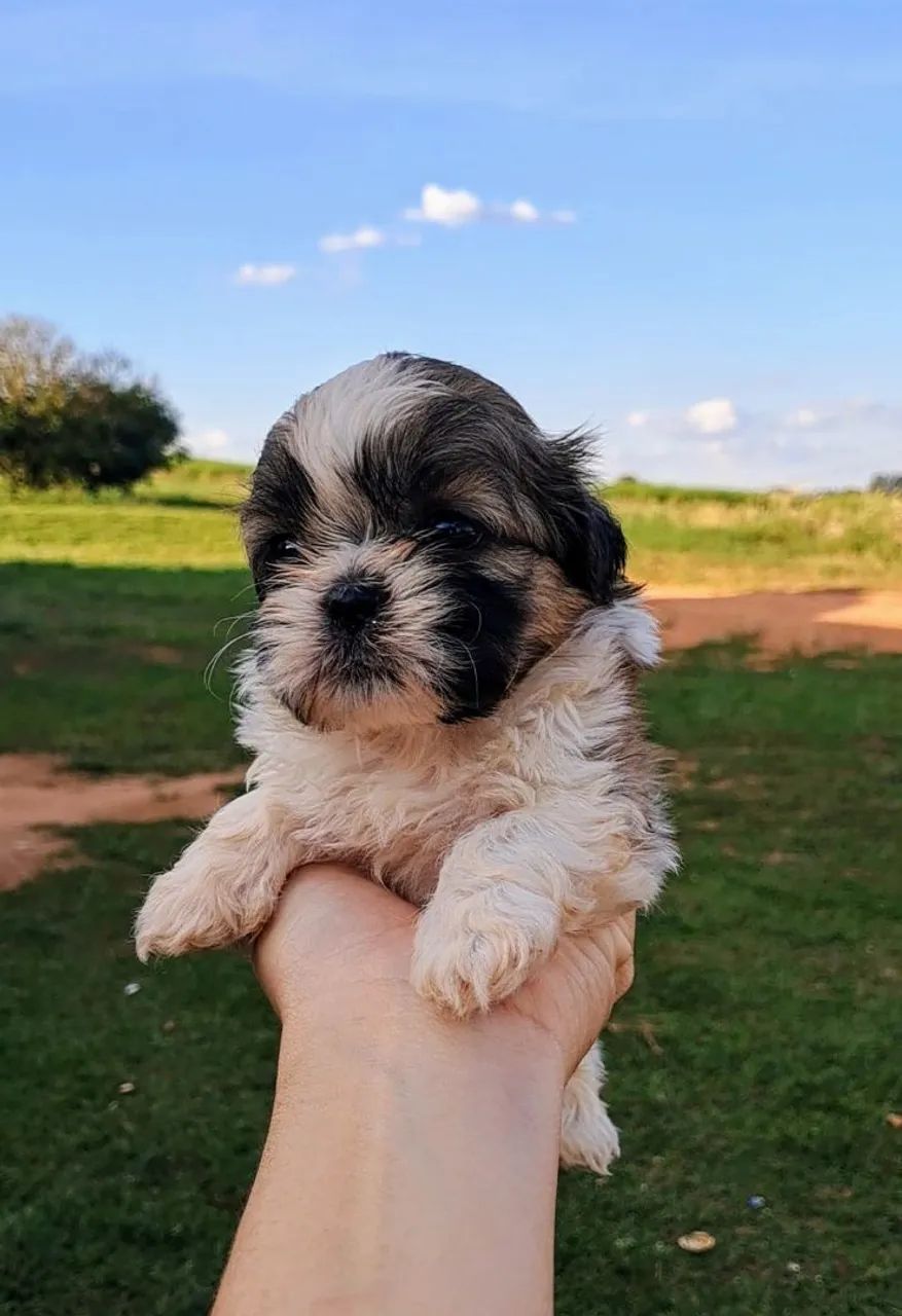 Shih Tzu Fêmea - Linda e Carinhosa - Foto 2