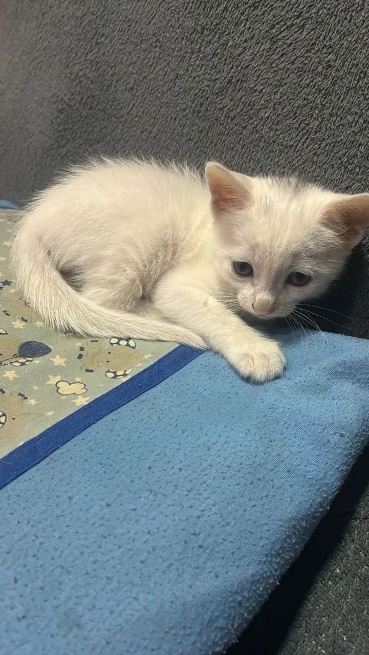 Doação de uma linda fêmea de 45 dias 