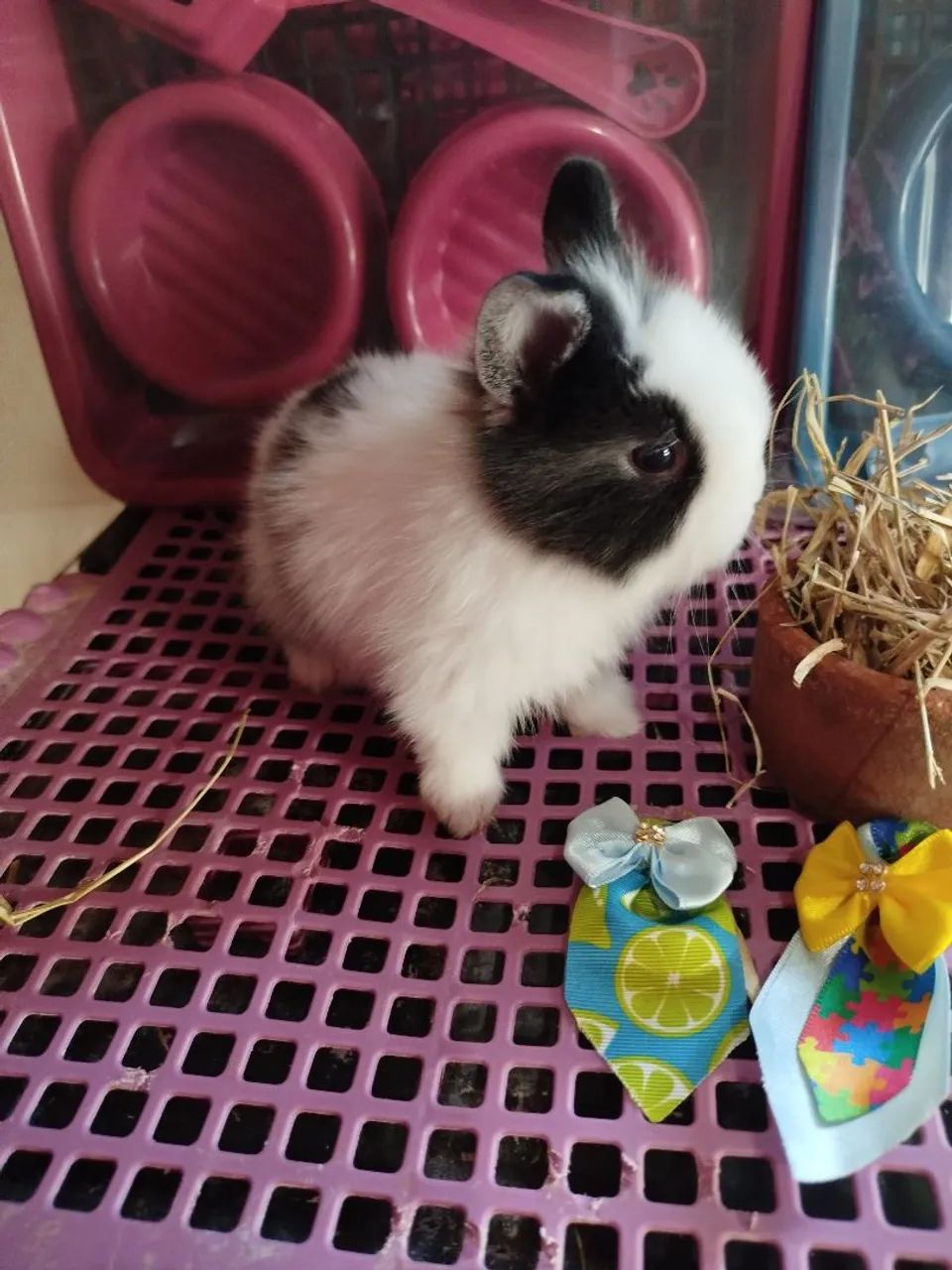 Mini Coelhos Variadas Raças e Valores - Foto 4