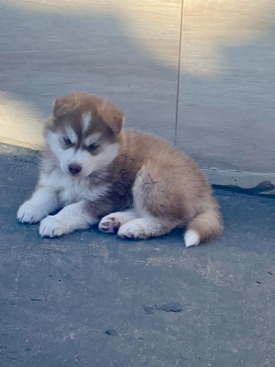 Macho Husky Siberiano Marrom