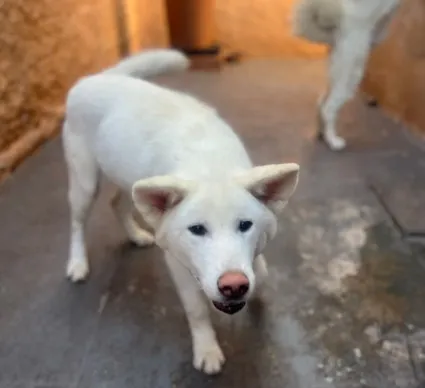 Lindo Filhote de Akita Inu - 6 Meses - Porte Nobre e Dócil!