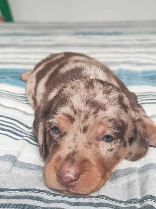  Dachshund Mini Arlequim chocolate - Foto 5