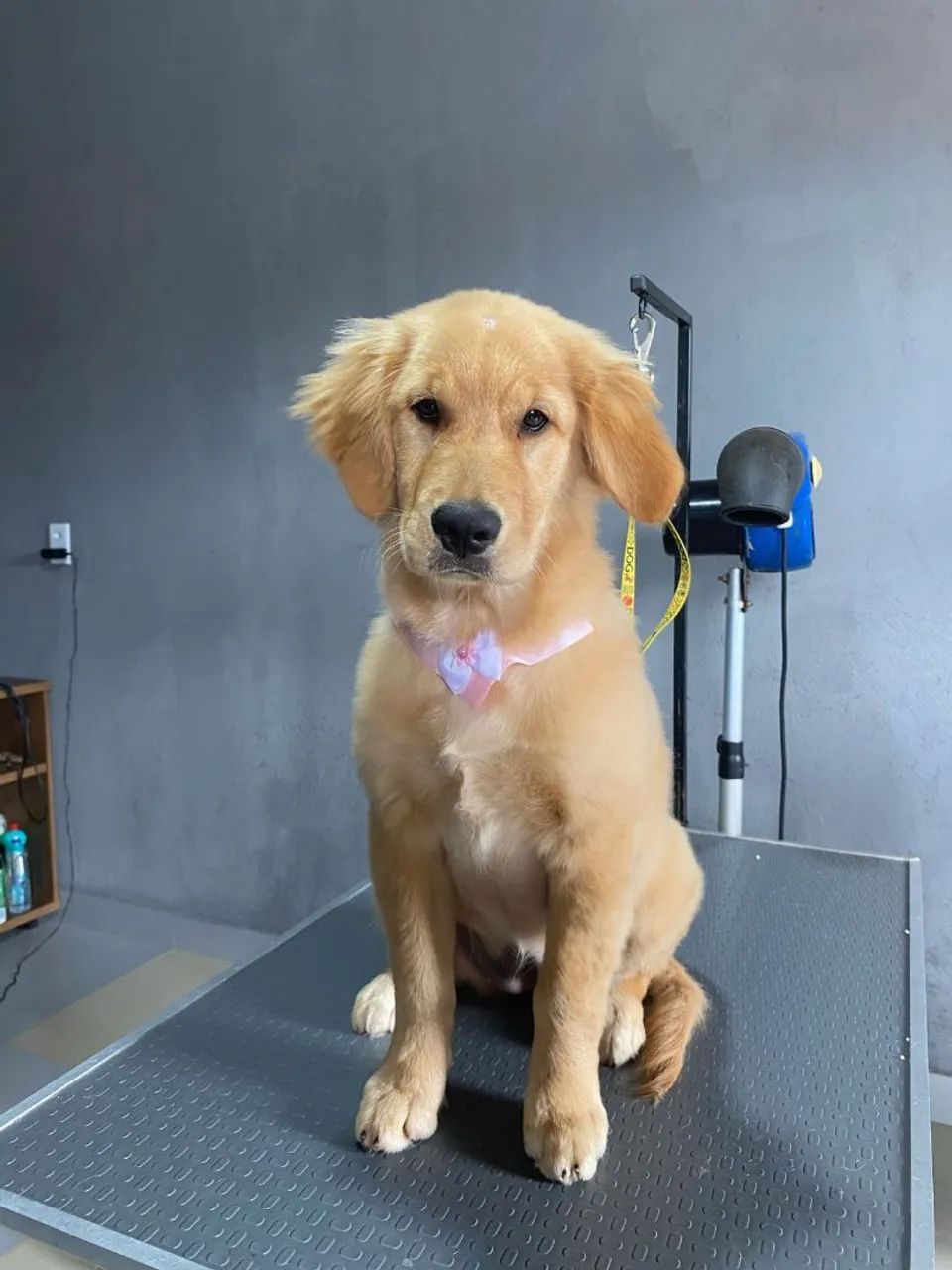 Golden Retriever Fêmea com Pedigree 