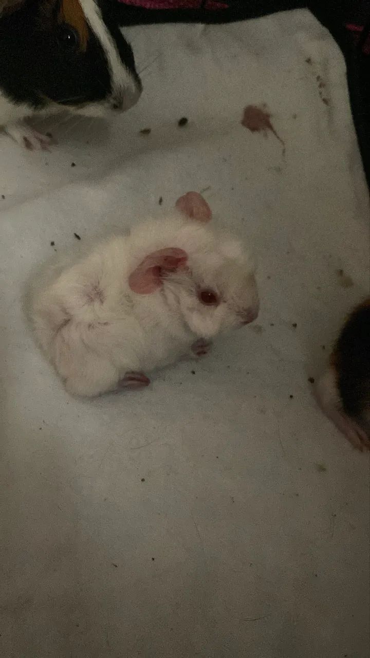 Porquinho da índia 64276693796867121