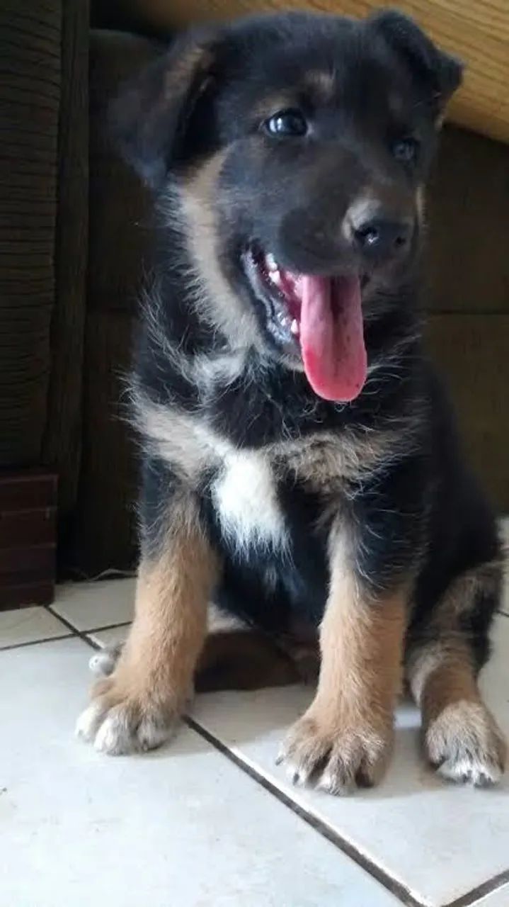 Filhote Pastor Alemão -200,00 p sair rápido 