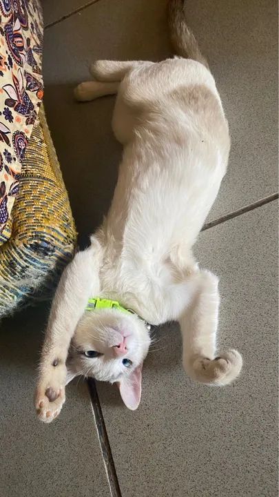 Gato branco de estimação disponível para adoção