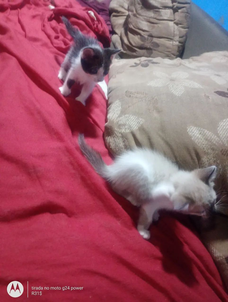 Doação de gatinhos - Foto 2