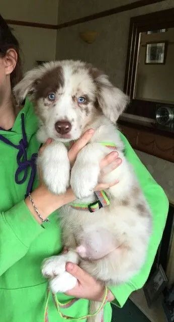 Border Collie Red Merle Lindos!!!