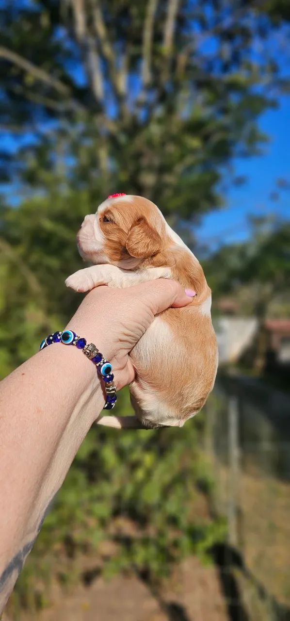 Filhote Cavalier King Charles Spaniel - Foto 3