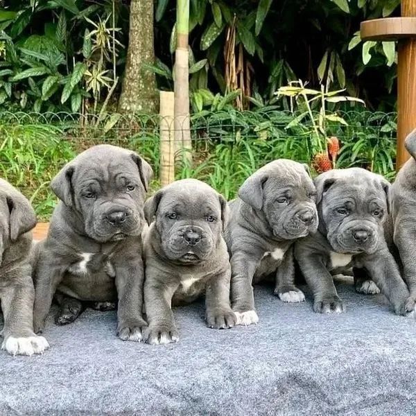 cane corso filhotes