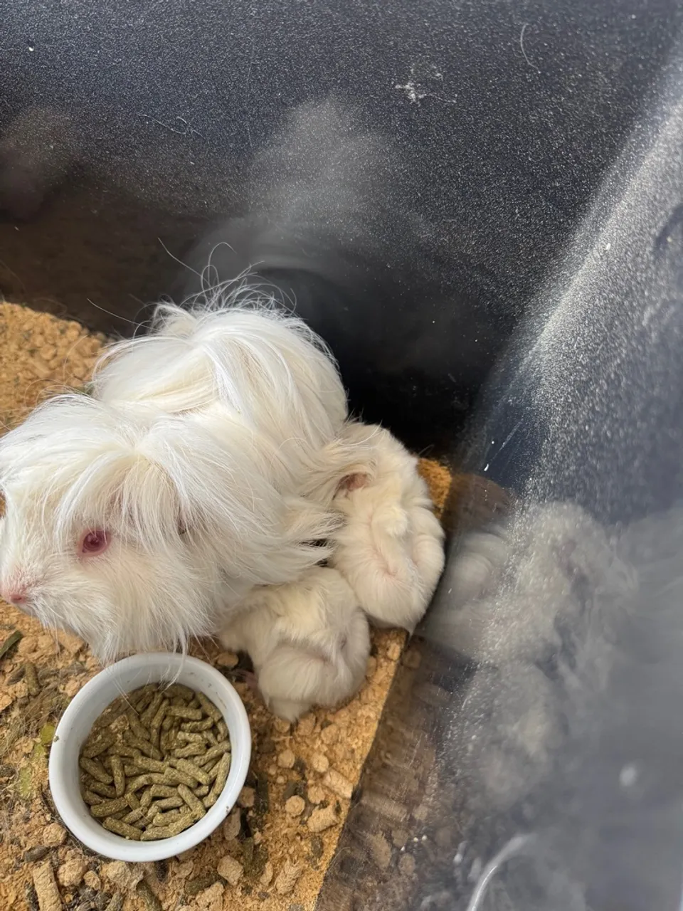 Lindos Filhotes de Porquinho da Índia de Pelo Longo raça peruana