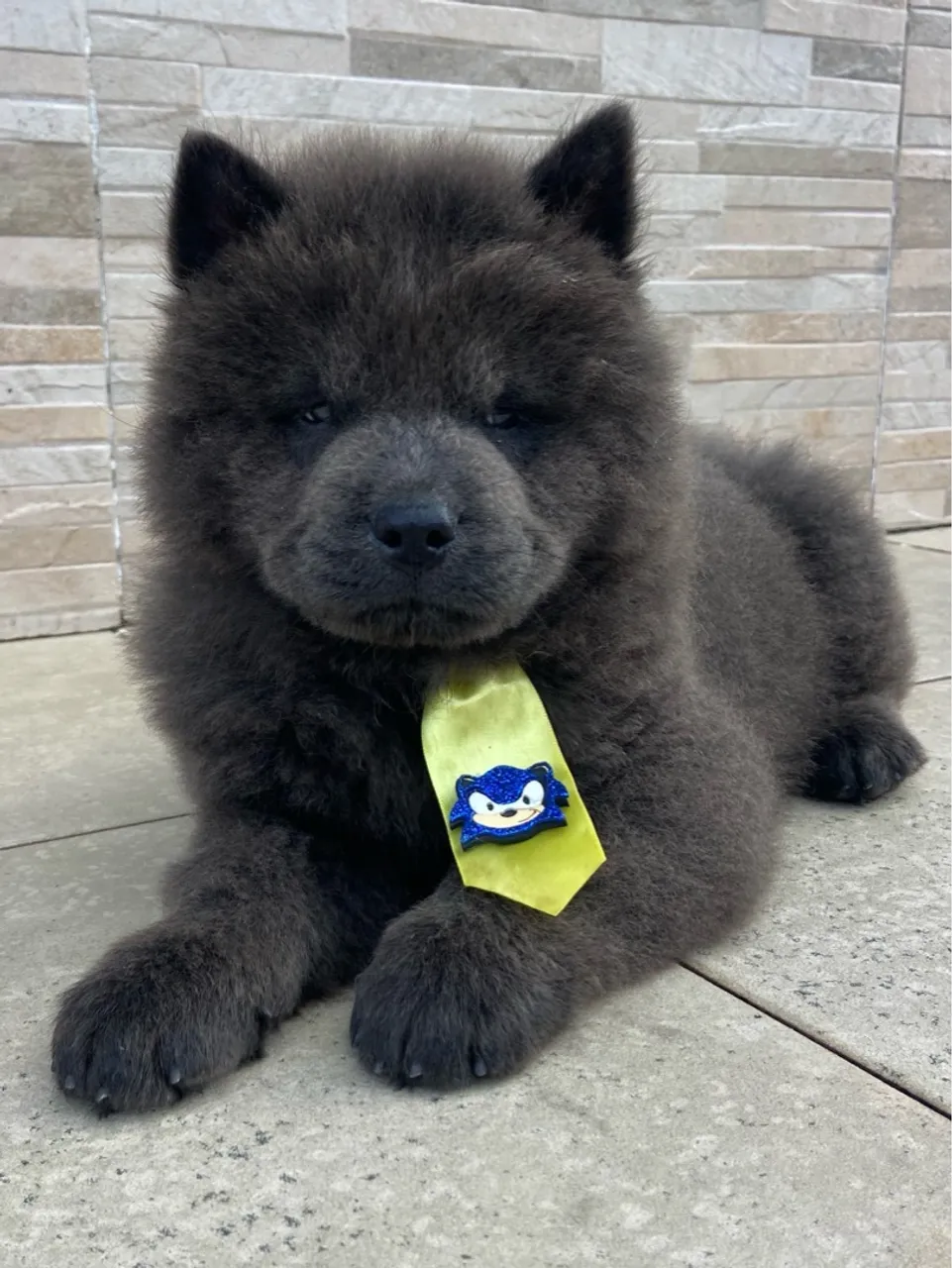 Chow Chow