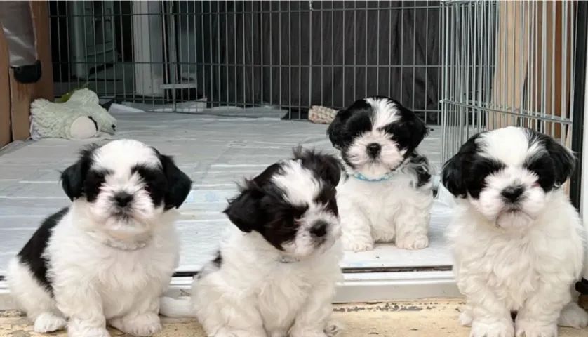 Shih Tzu Independe , Ativo , Gentil e Calmo