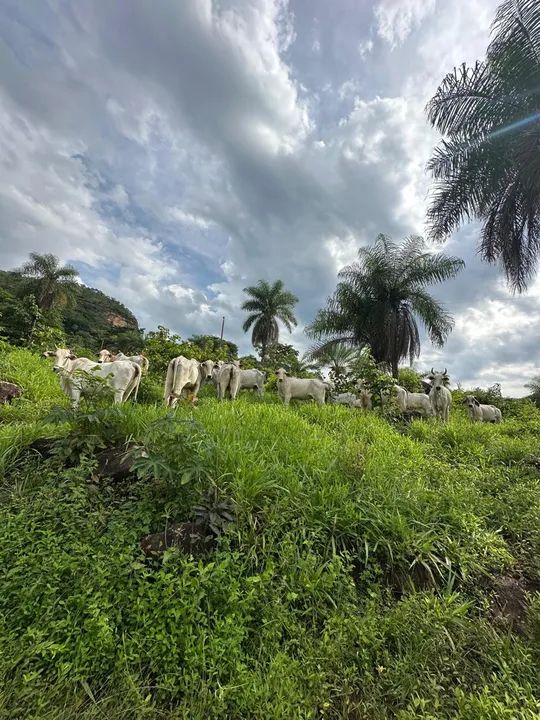 Vende-se 18 vacas Nelore - Foto 2