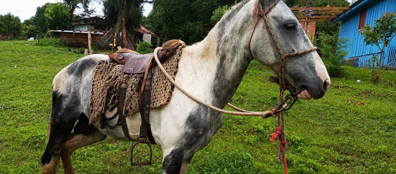 Vendo dois cavalos domados 