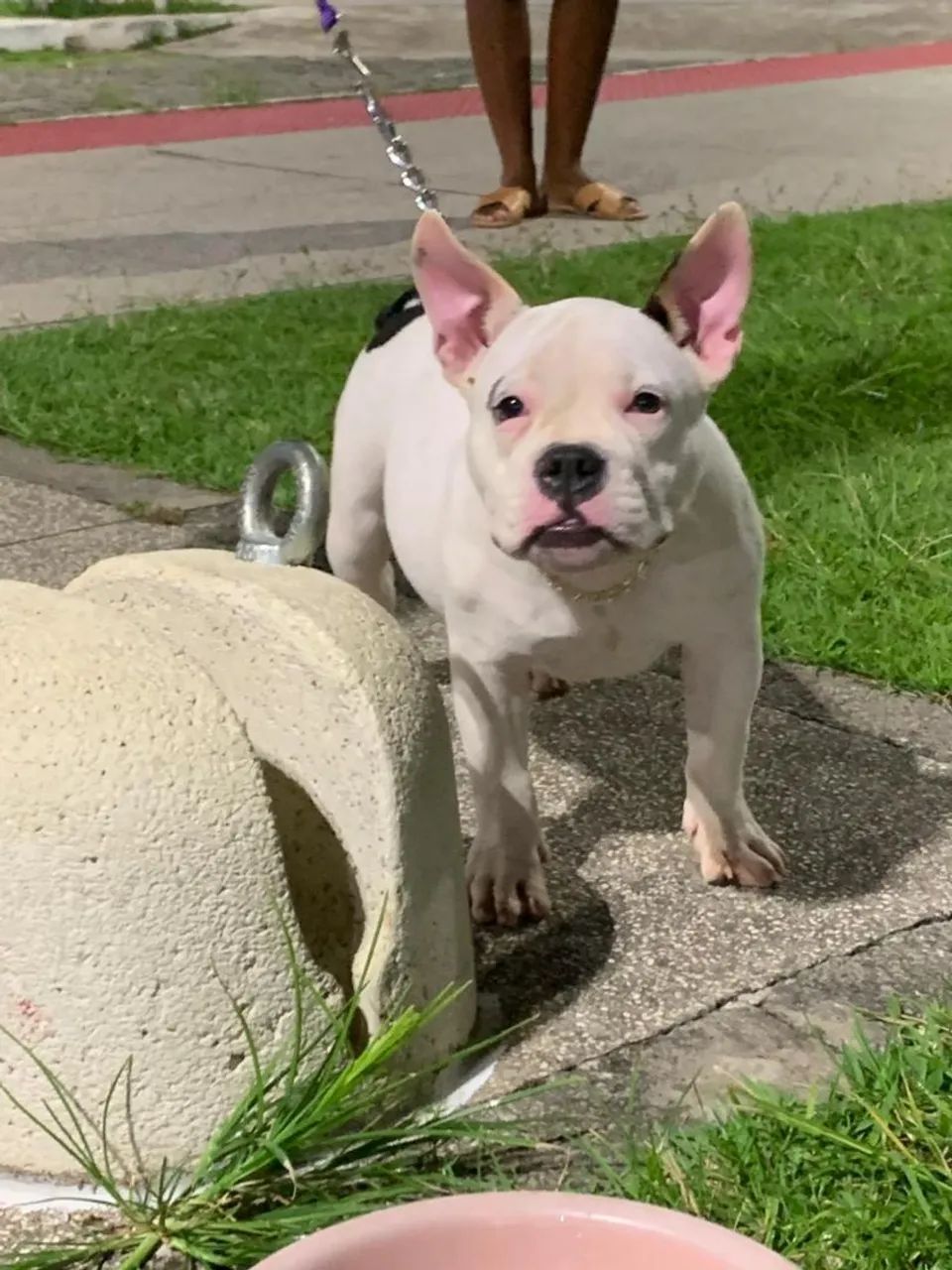 Filhote de América bully exotic 