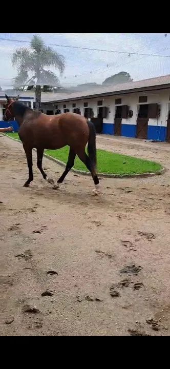 Potro a venda sem lesão  - Foto 3