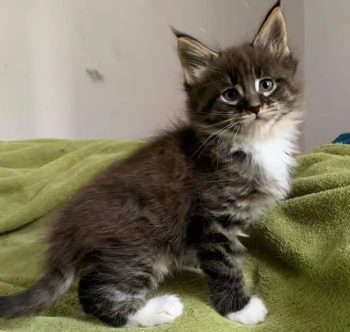 Vendo filhote de Maine Coon fêmea 