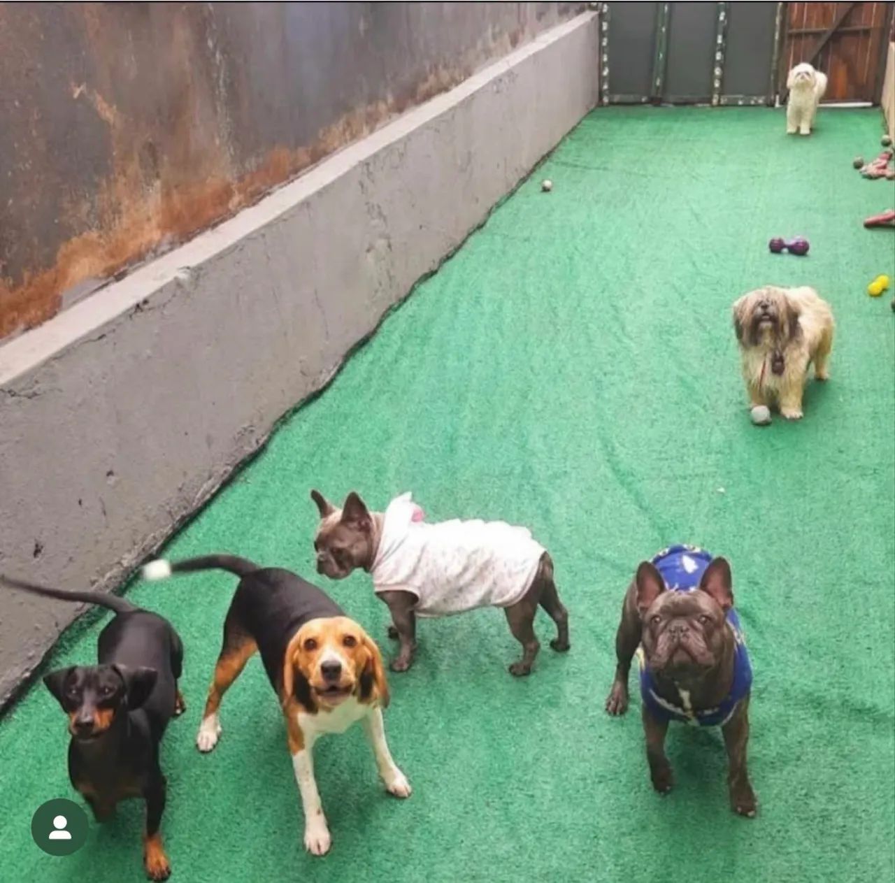 HAPPY DOG PET HOTEL - Foto 2