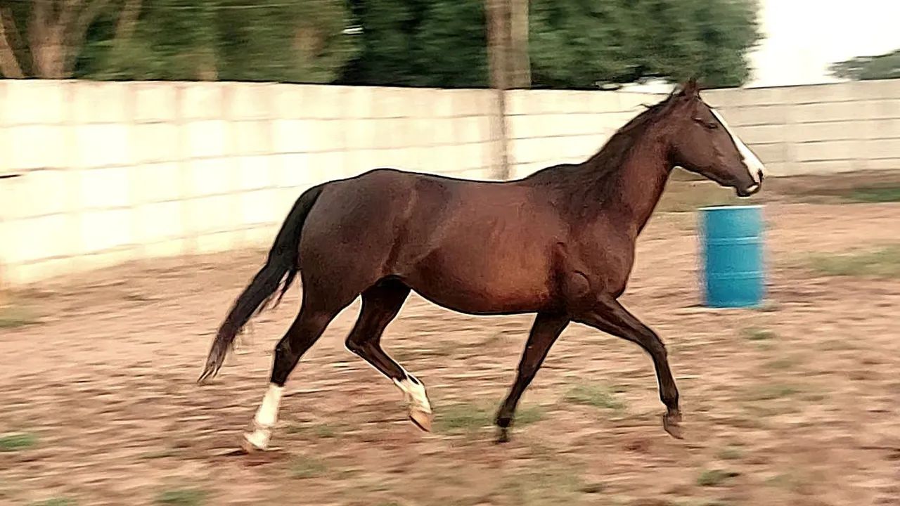 Égua Quarto de Milha - Foto 2