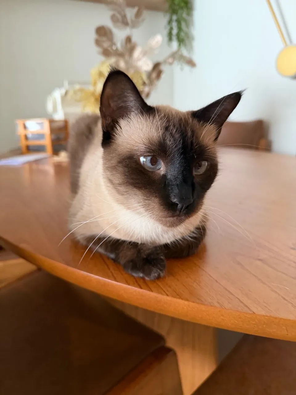 Gata siamês castrada - Foto 2