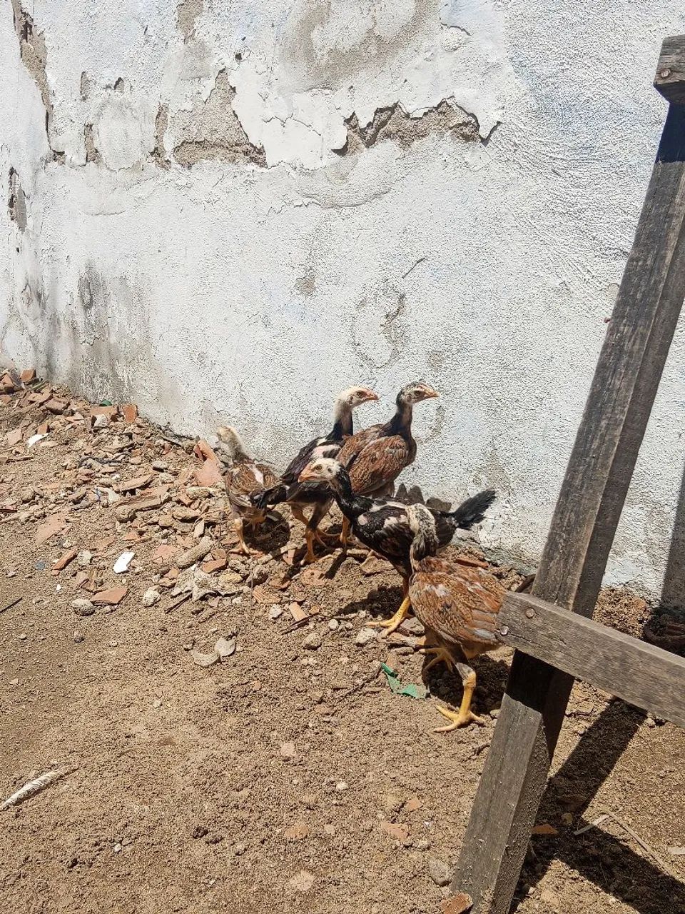 Frango e pintotes indianos  - Foto 4