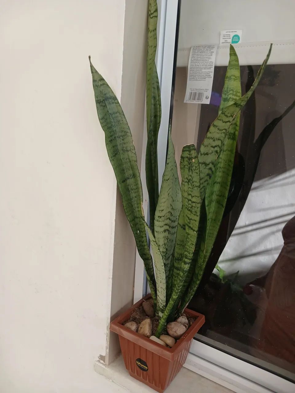 Planta espada de São Jorge  - Foto 2