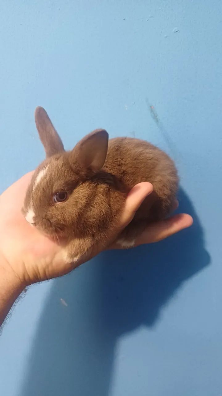 Coelhos mini holandês  - Foto 2