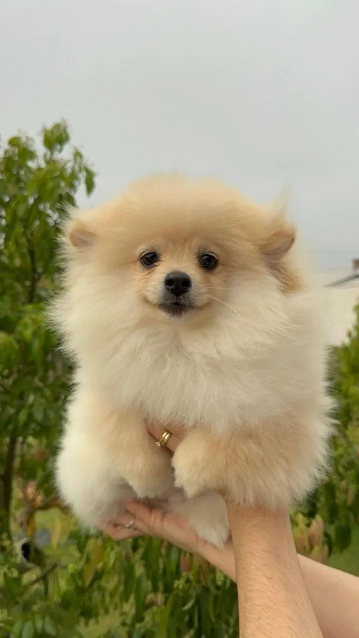 Cachorro  - Foto 4