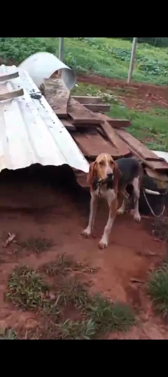 Cachorro americano  - Foto 2