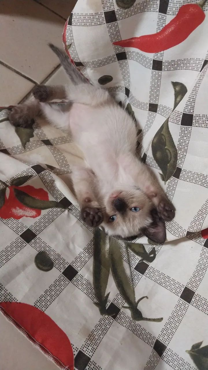 Gato - macho 2 meses (adoção responsável)