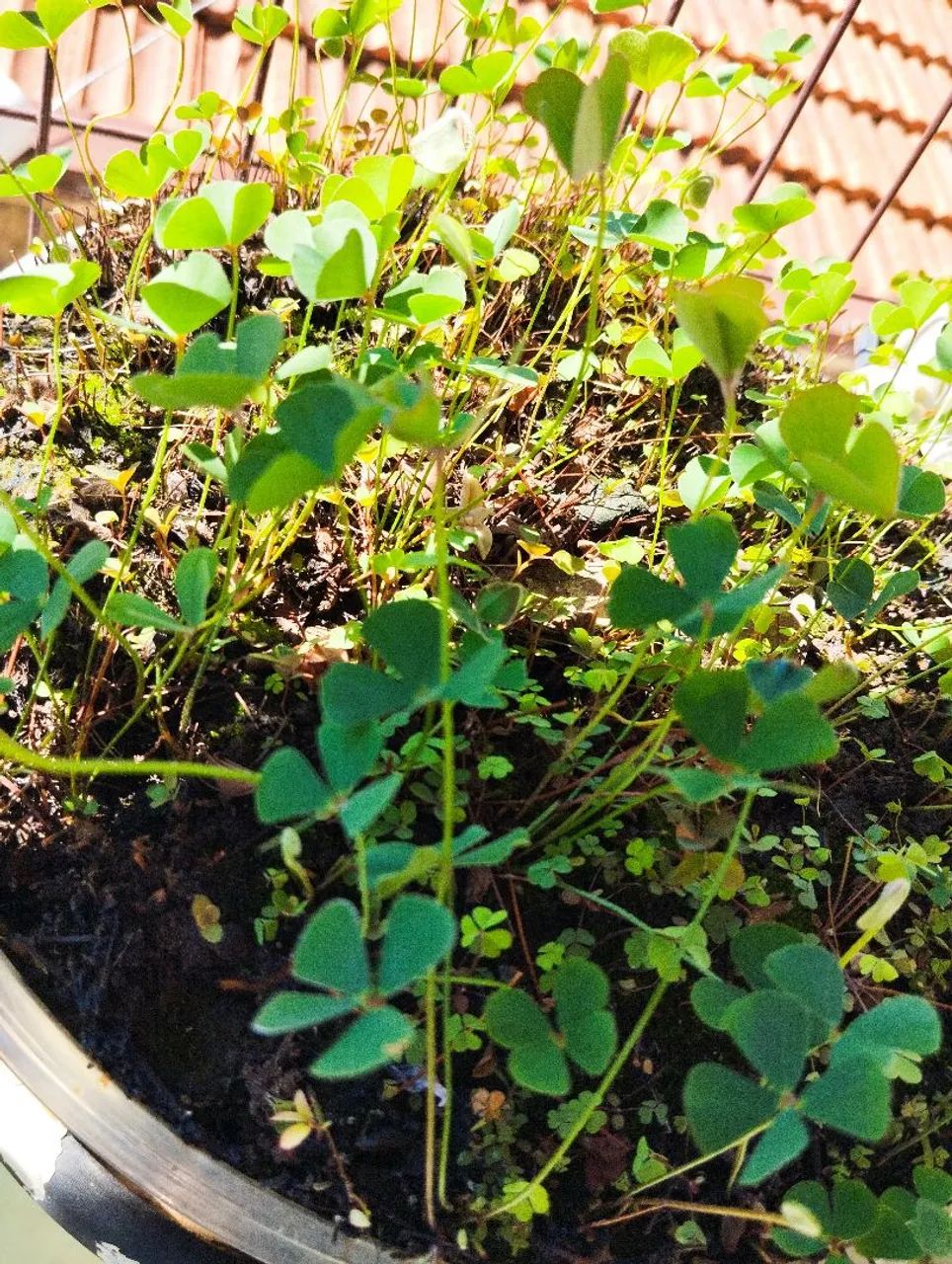 Vendo mudas de trevo ? folhas  - Foto 6